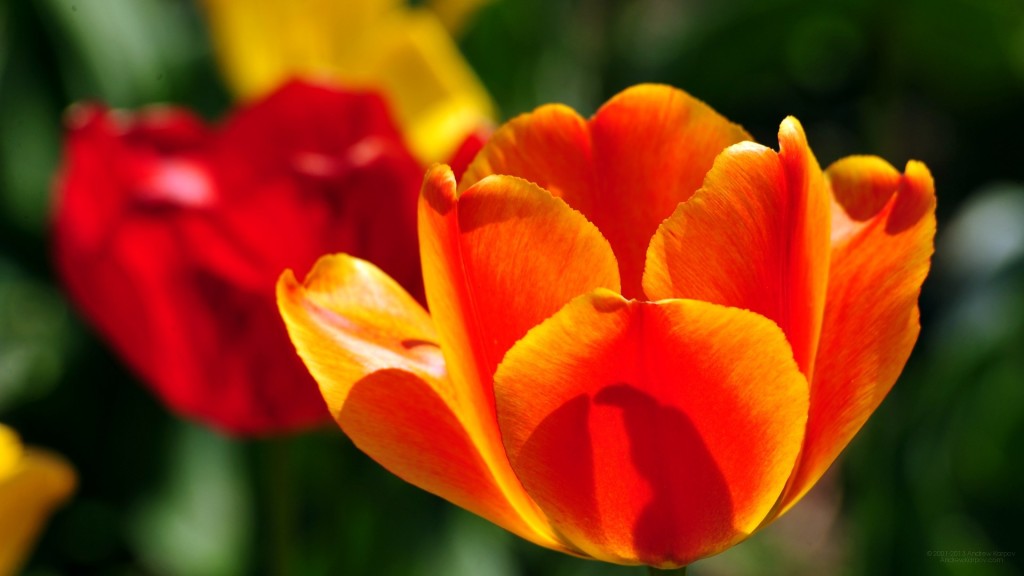Beautiful-tulip-flowers-photo-261
