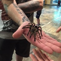Spider 