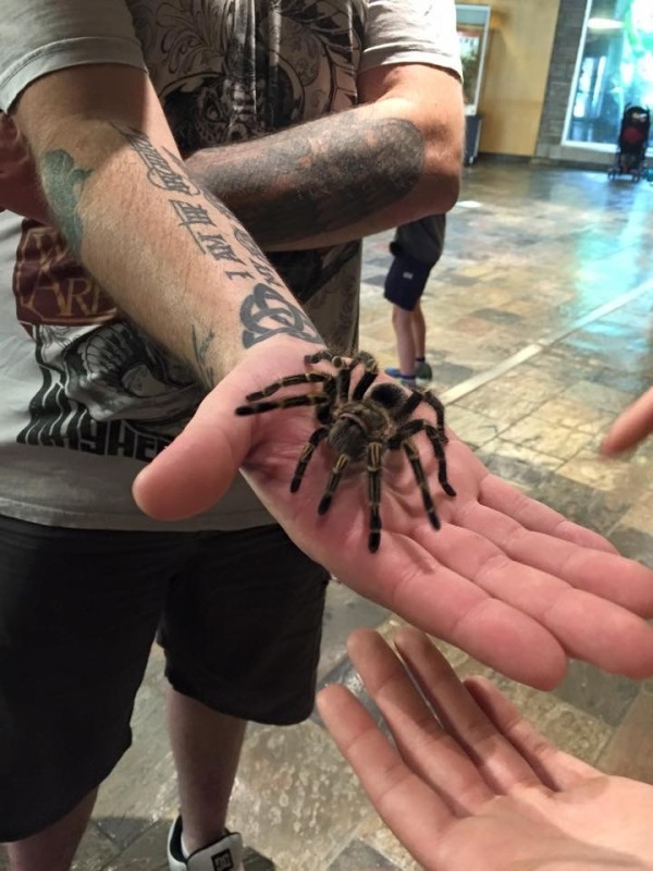 Spider
